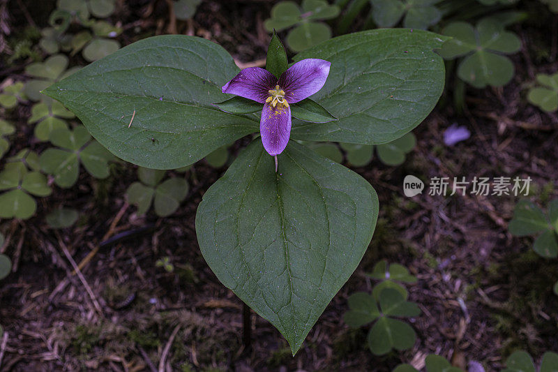 卵形延龄(Trillium ovatum)，太平洋延龄(Pacific Trillium)，又名西wakerobin、西白延龄(western white Trillium)或西延龄(western Trillium)，是黑花科(Melanthiaceae)的一种开花植物。草原溪红木州立公园;